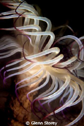 Tube Anemone in the Swan river Perth. Night dive Using Ca... by Glenn Storey 